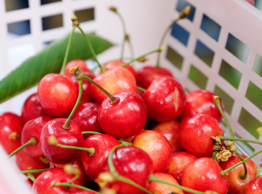 果樹園での果物狩り